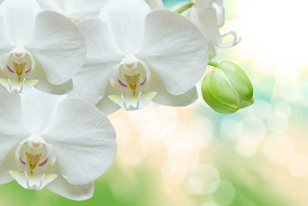 Poster Anggrek Orchid Closeup White WPS 009