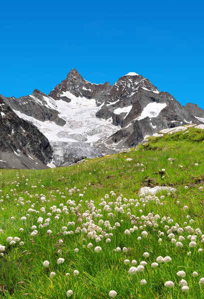 poster pemandangan alam gunung Switzerland Mountains Dandelions Alps Grass 1Z