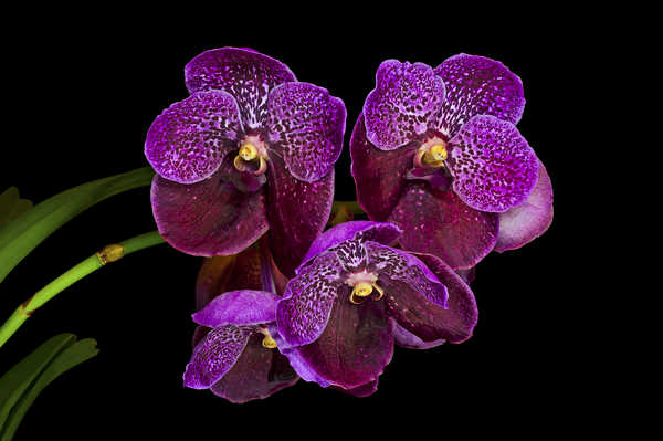 Hiasan Dinding Anggrek Orchid Closeup Black background Violet WPS 001