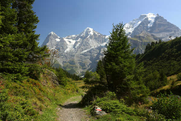 Poster Pemandangan Gunung Switzerland Mountains Jungfrau Region Trail Spruce 1Z