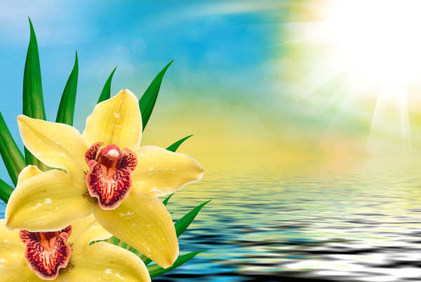 Gambar Poster Anggrek Orchid Water Yellow WPS 001