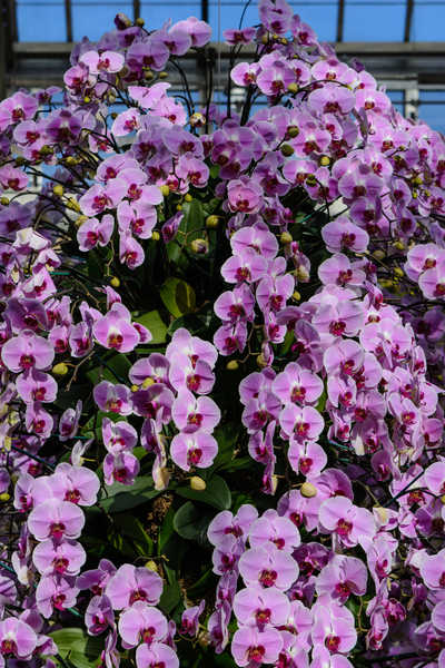 Poster Bunga Anggrek Orchid Many Violet WPS 002
