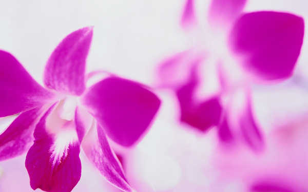 Poster Bunga Anggrek Flower Flowers Orchid 004APC