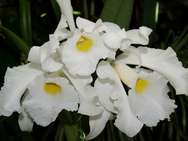 Gambar Poster Anggrek Orchid Closeup White WPS 006
