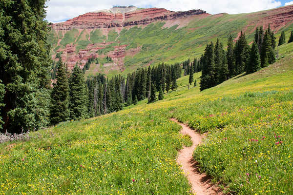 poster gunung Meadow Mountain Nature Path Tree Earth Path APC