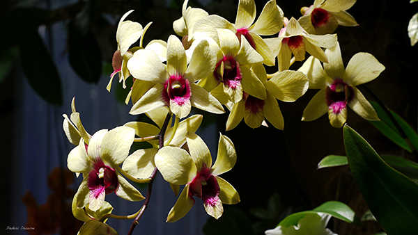 Gambar Poster Anggrek Orchid Closeup Yellow WPS 002