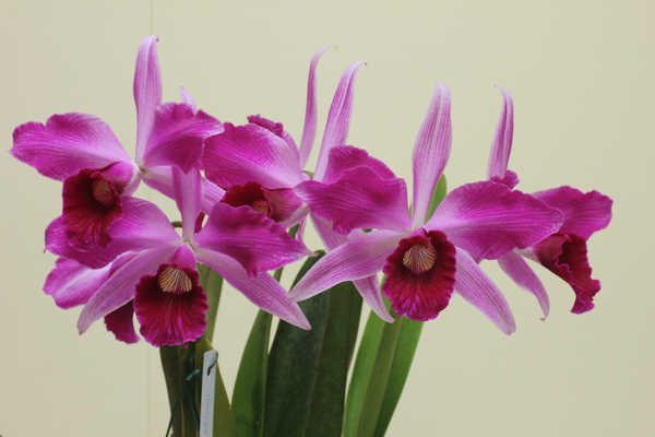 Poster Bunga Anggrek Orchid Closeup Colored background Pink color WPS