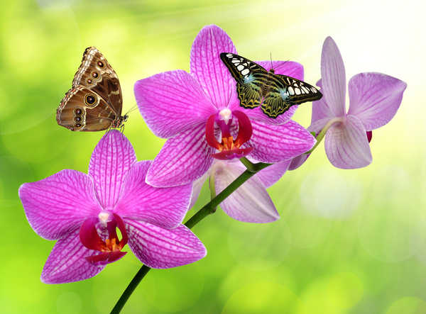 Gambar Poster Bunga Anggrek Orchid Closeup WPS 010