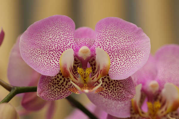 Poster Bunga Anggrek Closeup Orchid WPS 001