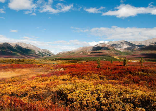 Poster Pemandangan Gunung Mountains Autumn Parks USA Alaska Denali National 1Z