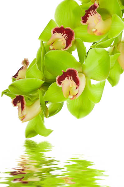 Gambar Poster Bunga Anggrek Orchid Water Closeup White background WPS