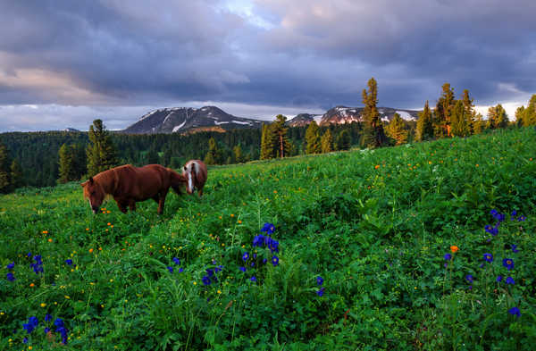 poster pegunungan Russia Siberia Mountains Horses Grasslands Altai 1Z