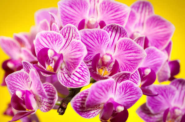 Gambar Poster Anggrek Flower Flowers Orchid 012APC