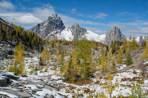 poster gunung Canada Parks Mountains Winter Banff Snow Spruce 1Z