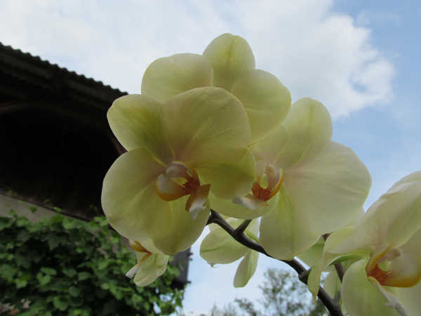 Gambar Poster Bunga Anggrek Flowers Orchid 023APC