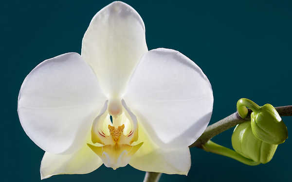 Gambar Poster Bunga Anggrek Closeup Orchid White WPS