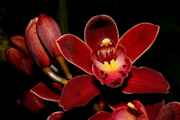 Poster Anggrek Orchid Closeup Red WPS 003