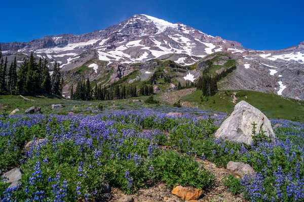 poster gunung USA Parks Mountains Stones Campanula Scenery Van 1Z