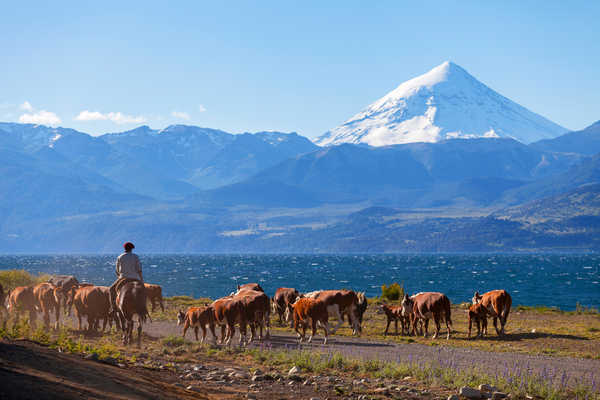 poster gunung Argentina Mountains Cow 1Z