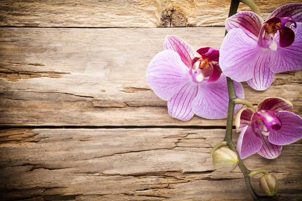 Gambar Poster Bunga Anggrek Orchid Pink color Wood planks WPS