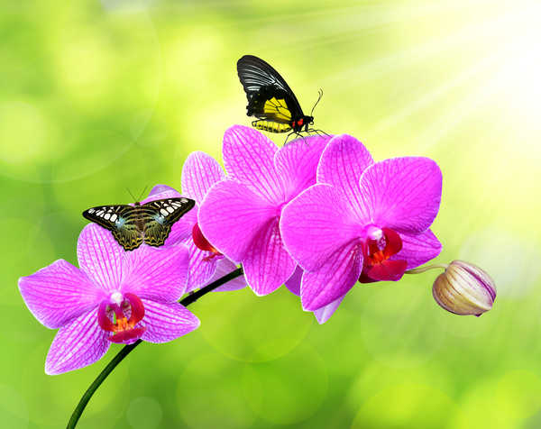 Poster Bunga Anggrek Orchid Roses Butterflies WPS