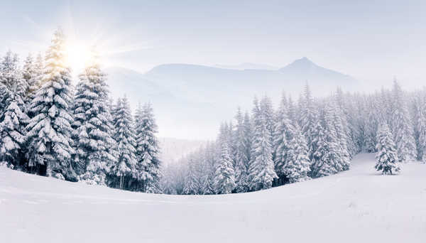 poster pegunungan Forest Landscape Mountain Sun Sunshine Earth Winter APC