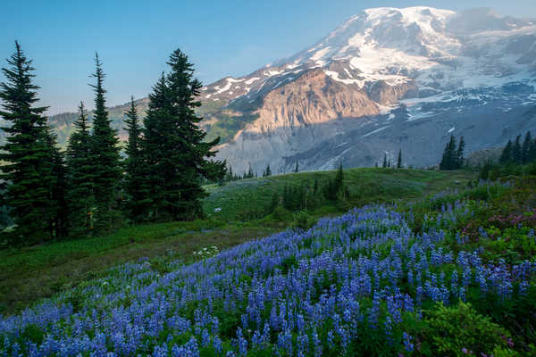 Poster Pemandangan Gunung USA Parks Mountains Lupinus Mount Rainier National 1Z