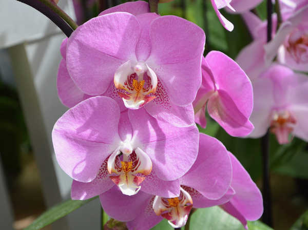 Gambar Poster Bunga Anggrek Orchid Closeup Pink color WPS 006