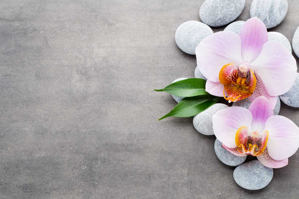 Poster Bunga Anggrek Orchid Stones Gray background WPS