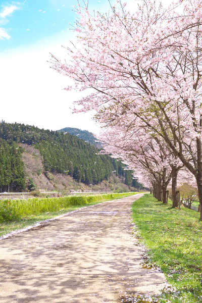 Poster Pemandangan Gunung Spring Flowering trees Roads Mountains 1Z