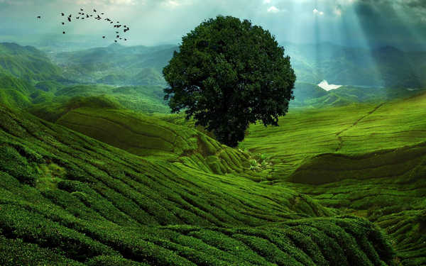 poster pemandangan alam gunung Earth Green Landscape Mountain Tree Earth Landscape APC