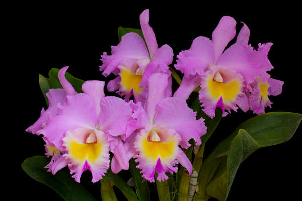 Gambar Poster Bunga Anggrek Orchid Closeup Pink WPS 005