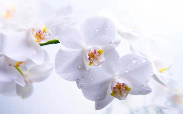Gambar Poster Anggrek Flower Flowers Orchid 007APC