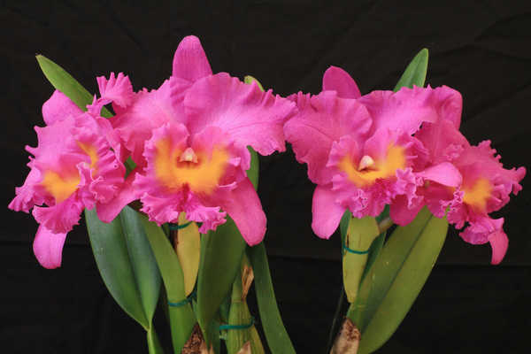 Gambar Poster Anggrek Orchid Closeup Pink color WPS 005