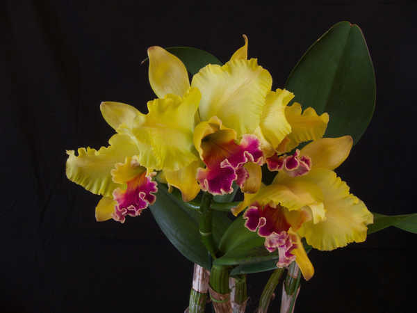 Poster Bunga Anggrek Orchid Closeup Yellow WPS 004