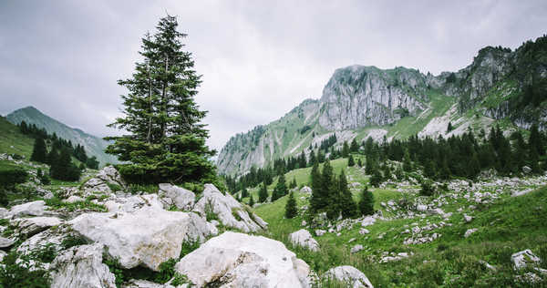 poster pegunungan Landscape Mountain Nature Rock Tree Earth Landscape APC