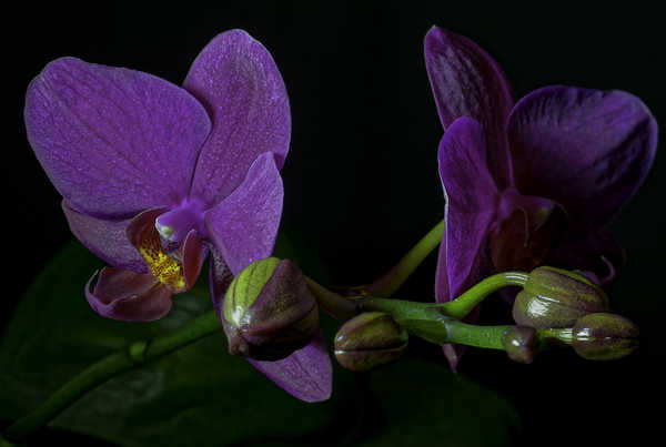 Gambar Poster Bunga Anggrek Orchid Closeup Violet WPS 004
