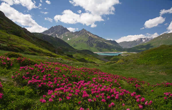 poster gunung France Scenery Rhododendron Mountains Savoie Hill 1Z