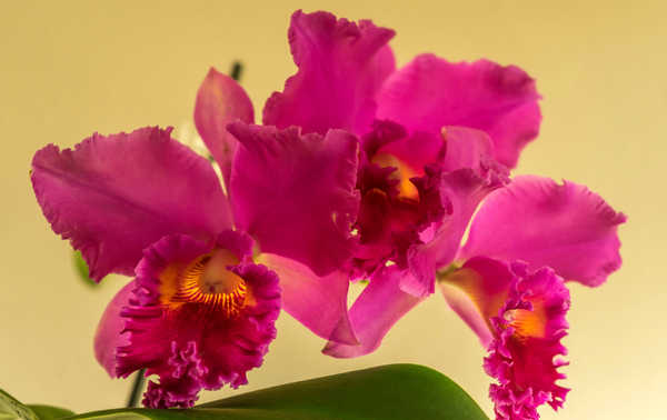 Poster Anggrek Orchid Closeup Colored WPS
