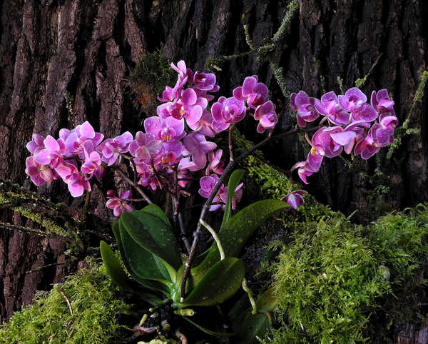 Poster Bunga Anggrek Orchid Moss WPS