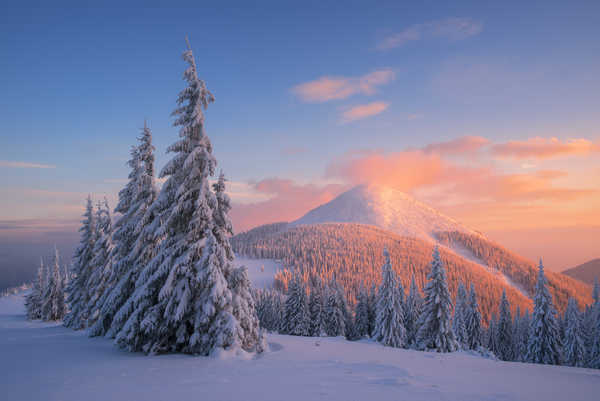 Poster Pemandangan Gunung carpathian mountains snow winter sunset pine trees 4k WPS