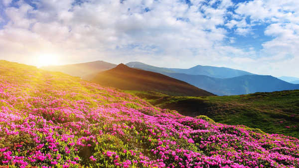 poster pemandangan alam gunung rhododendron flowers mountain summer pink 4k 584WPS