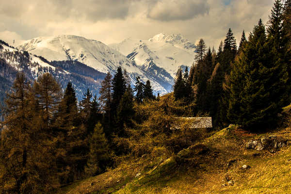 poster pegunungan Switzerland Mountains Forests Alps Spruce 1Z