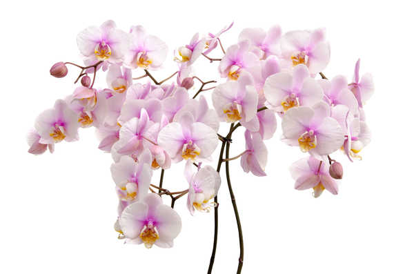 Poster Bunga Anggrek Orchid Closeup White background WPS 002