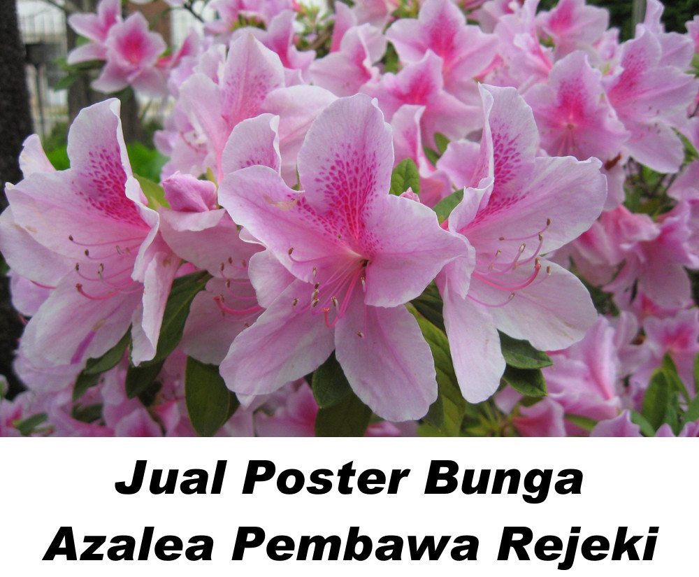 Bunga Azalea: Melambangkan cinta, kesucian, dan kesuburan