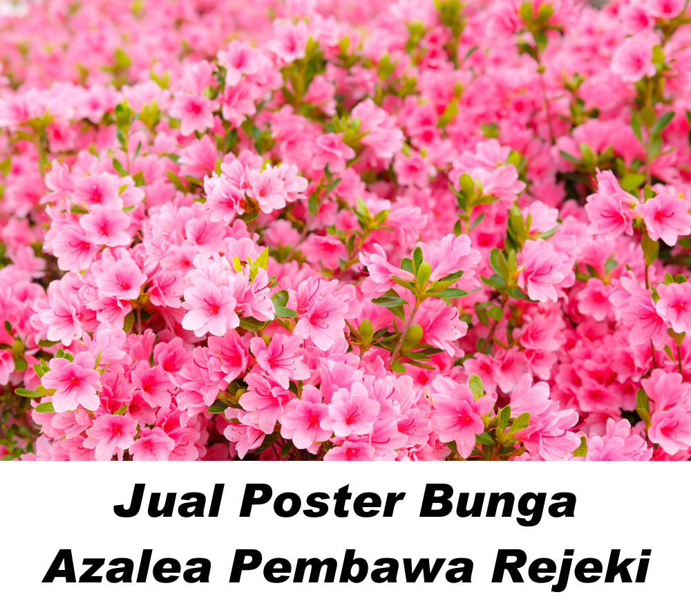 Gambar Bunga Azalea Menurut Feng shui Untuk cinta, kesucian, dan kesuburan