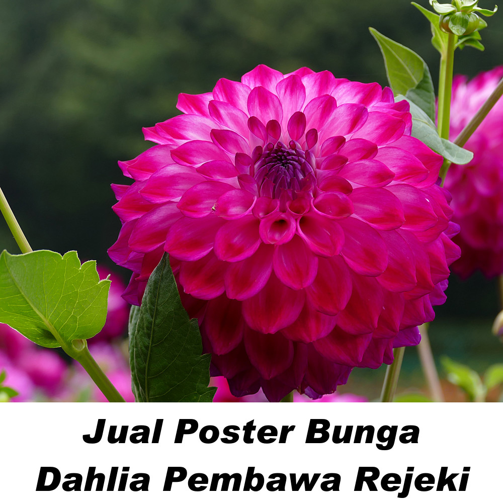 Gambar Bunga Dahlia Menurut Feng shui Untuk kebahagiaan, keberuntungan, dan kemakmuran