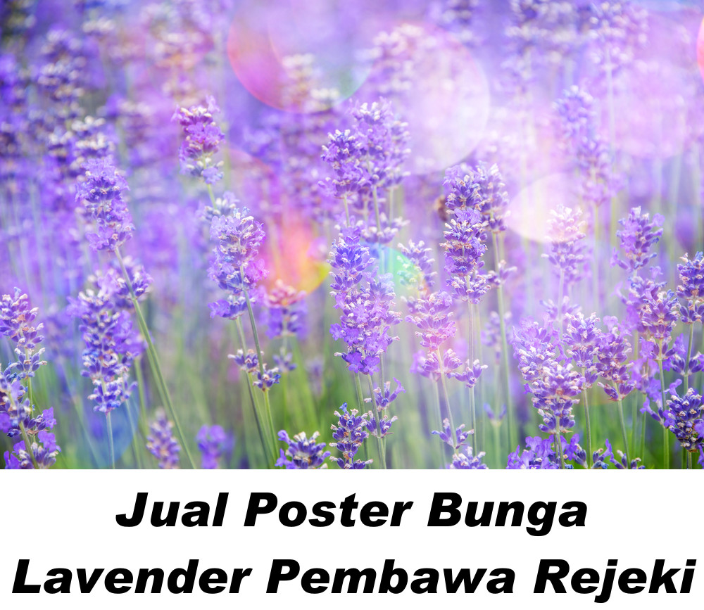 Gambar Bunga Lavender Menurut Feng shui Untuk ketenangan, kebahagiaan, dan kesuksesan