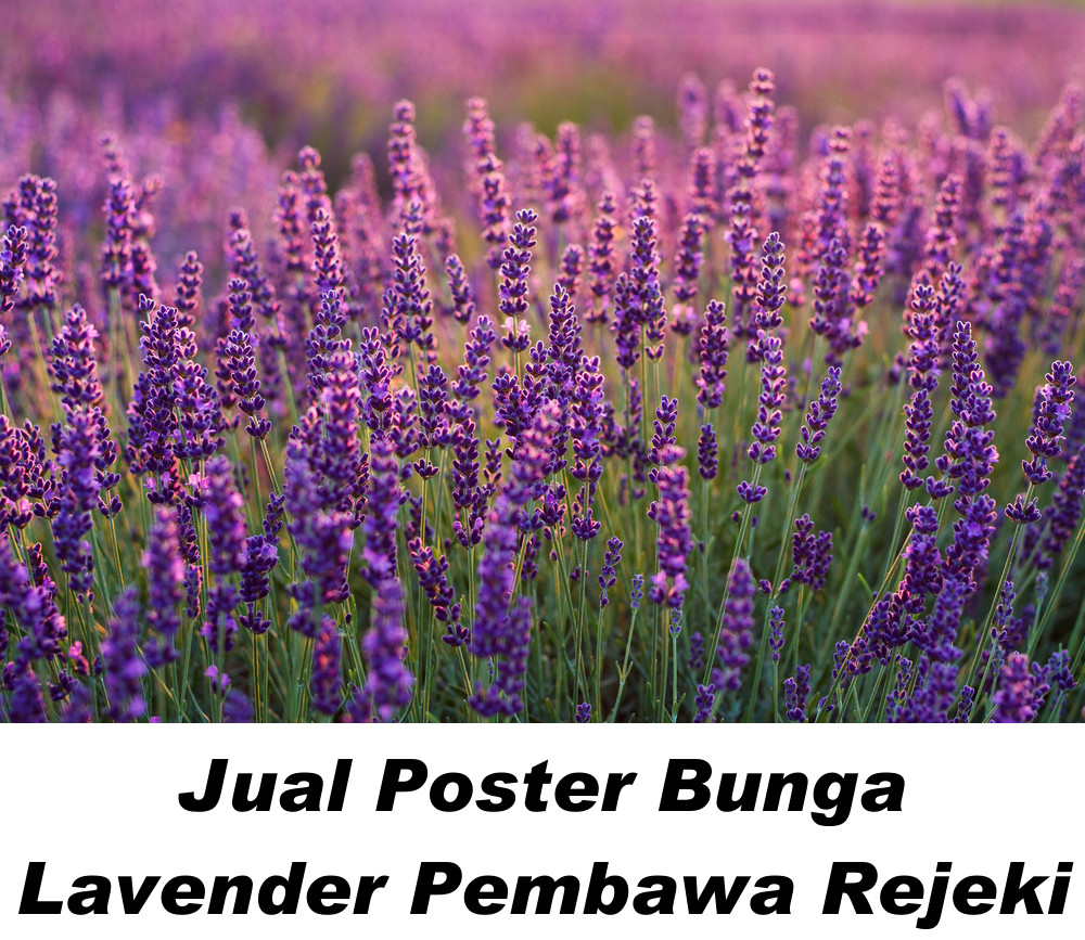 Bunga Lavender: Melambangkan ketenangan, kebahagiaan, dan kesuksesan