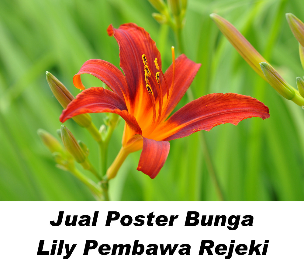 Gambar Bunga Lily Menurut Feng shui Untuk keindahan, kesucian, dan kesejahteraan